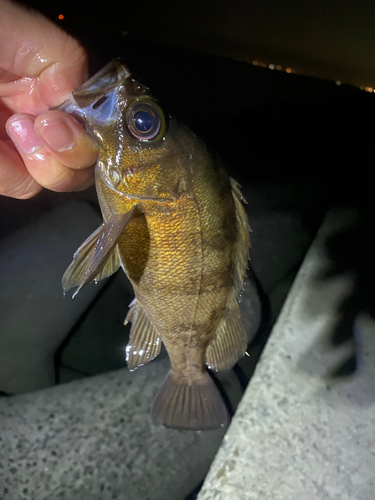 メバルの釣果