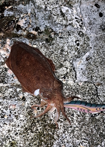 コウイカの釣果