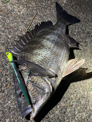 チヌの釣果