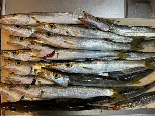 カマスの釣果