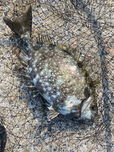 アイゴの釣果