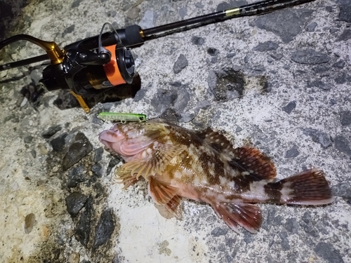 カサゴの釣果