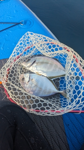 カイワリの釣果