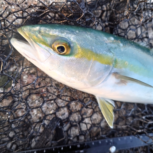 ツバイソの釣果