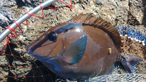 ニザダイの釣果