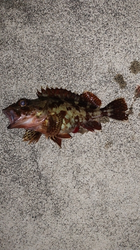 カサゴの釣果