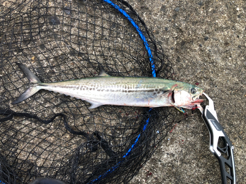 サゴシの釣果