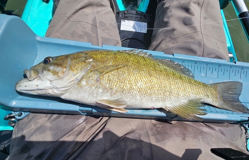 スモールマウスバスの釣果