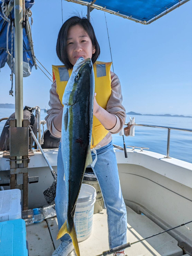 ハマチの釣果