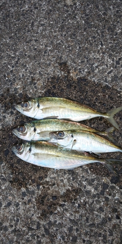 マアジの釣果