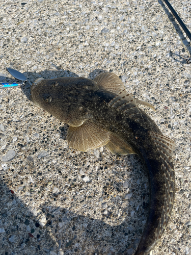 マゴチの釣果