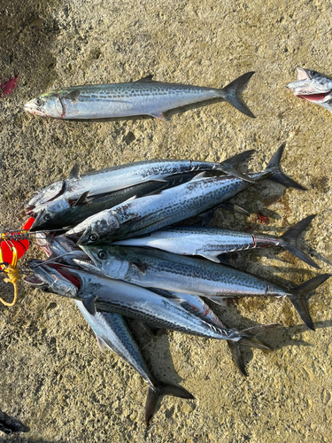 サゴシの釣果