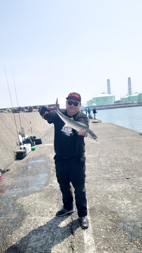 サゴシの釣果