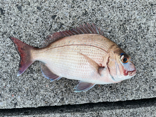 タイの釣果