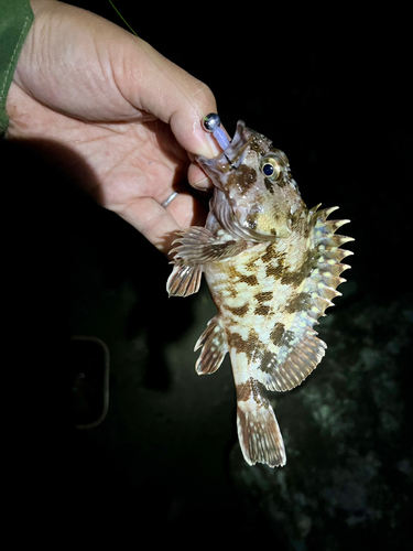 カサゴの釣果