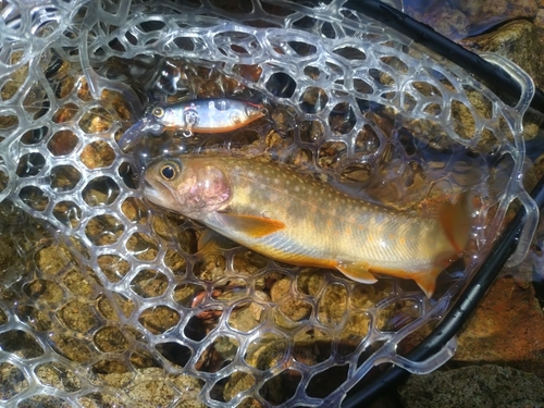 イワナの釣果