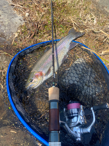 ニジマスの釣果