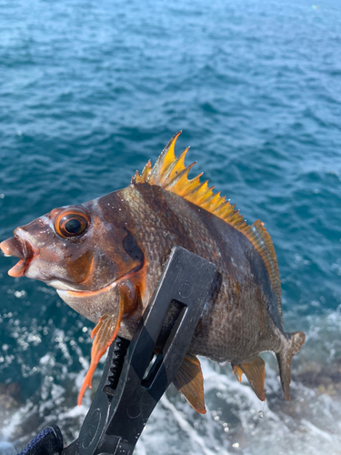 タカノハダイの釣果