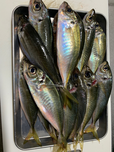 アジの釣果