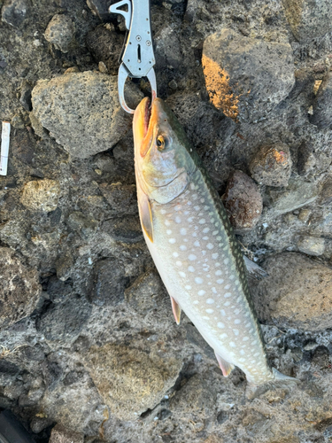 アメマスの釣果