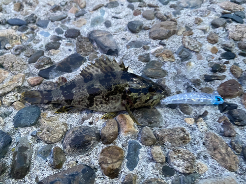 タケノコメバルの釣果