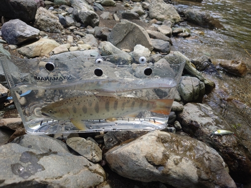 ヤマメの釣果