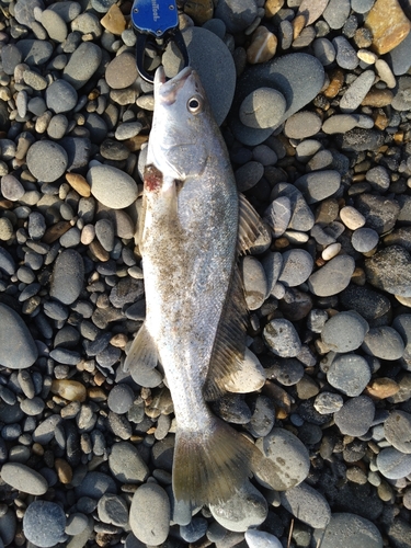 ニベの釣果