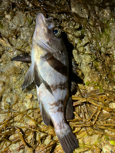 シロメバルの釣果