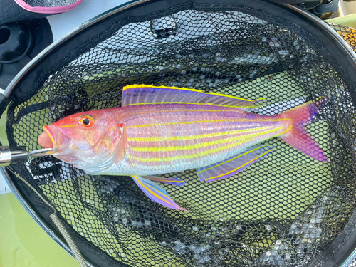 イトヨリダイの釣果