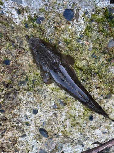 マゴチの釣果