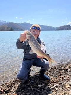 ニゴイの釣果