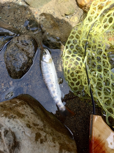 ヤマメの釣果