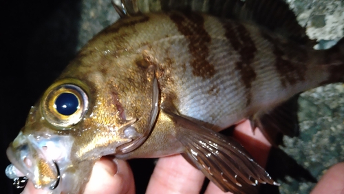 メバルの釣果