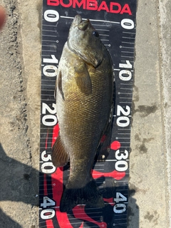 スモールマウスバスの釣果