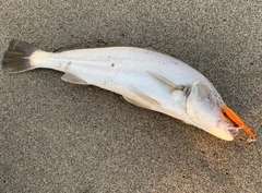 ニベの釣果