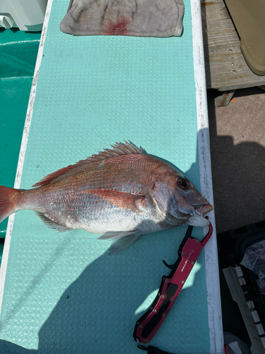 マダイの釣果