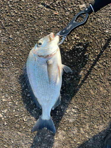 ヘダイの釣果