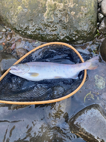 ヤマメの釣果