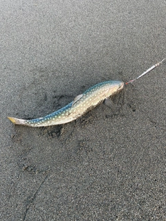 アメマスの釣果