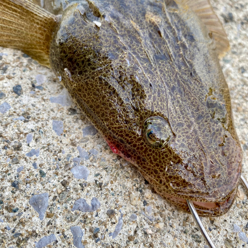 ハゼの釣果