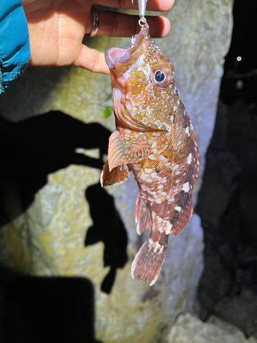 カサゴの釣果