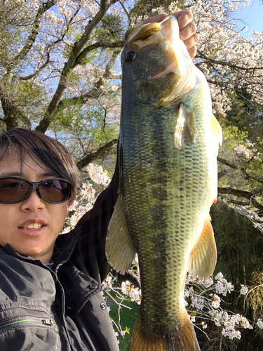 ブラックバスの釣果