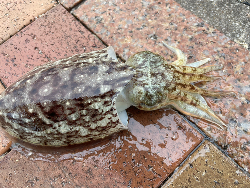 コウイカの釣果