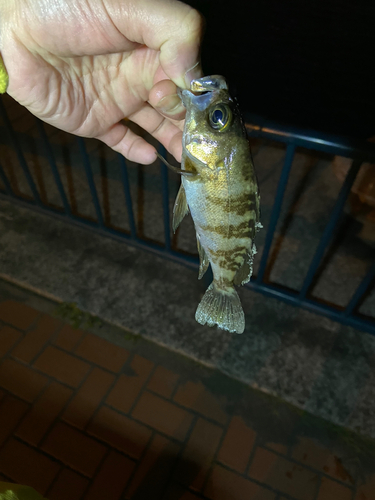 メバルの釣果