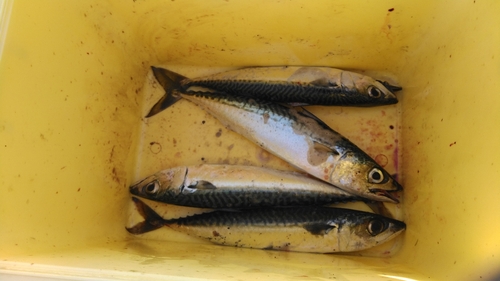 サバの釣果