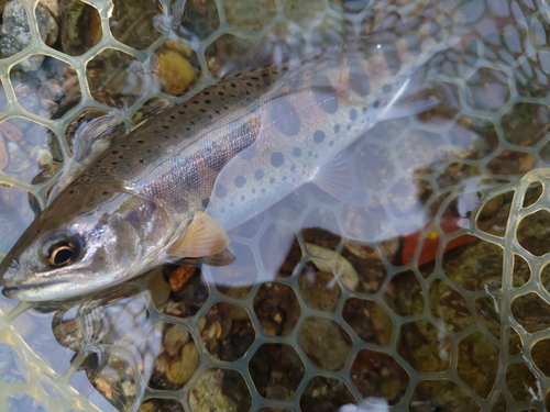 ヤマメの釣果