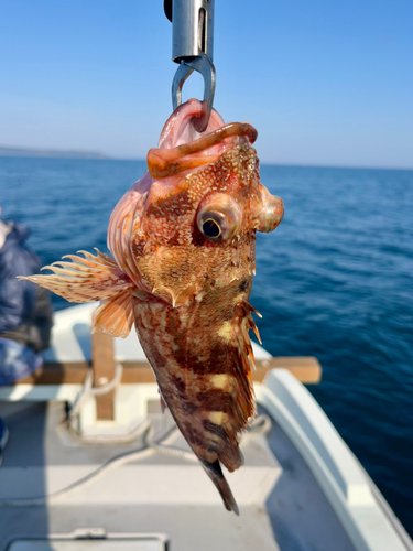 アラカブの釣果