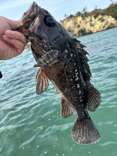 クロソイの釣果