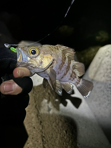 メバルの釣果