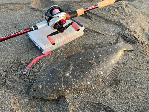 ヒラメの釣果